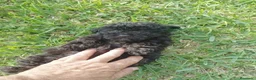 Caniche Toy perros en venta: Último machitode caniche toy phanton!! - Anuncio 4