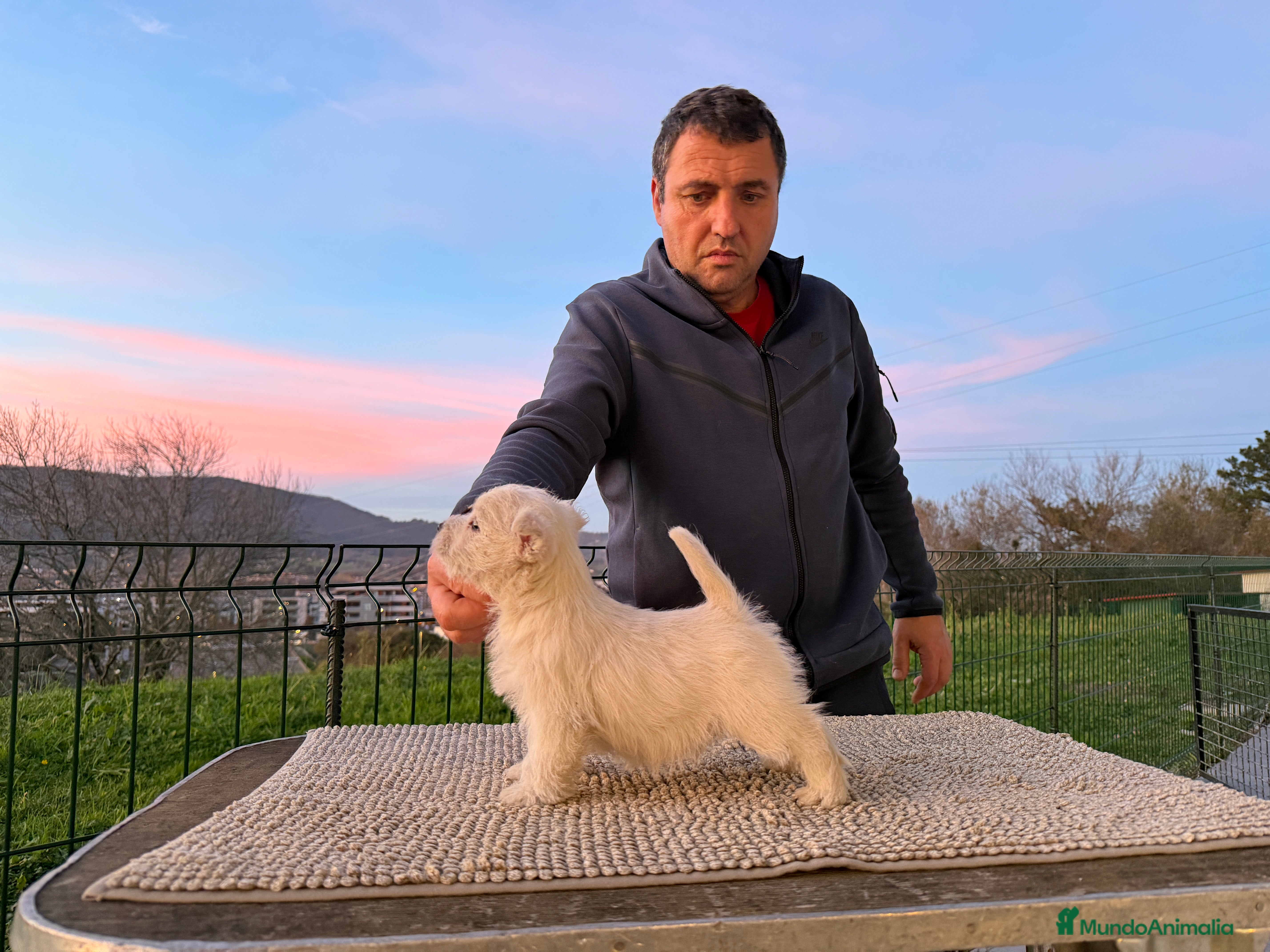 West Highland White Terrier perros Precioso cachorro de Westie  - Anuncio 1