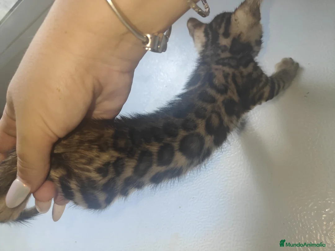 Bengalí gatos en venta: Bengali - Anuncio 2