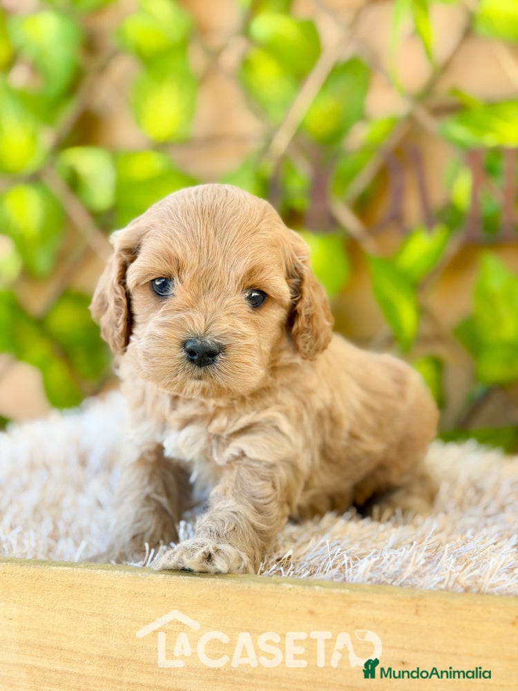 Cockapoo perros Camada de Karen  - Anuncio 2