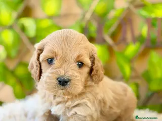 Cockapoo perros Camada de Karen - Anuncio 2
