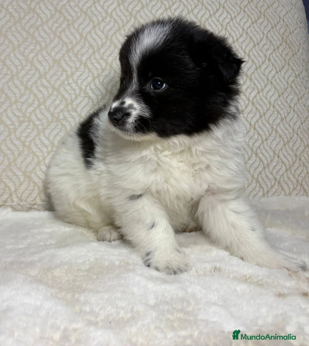 Border Collie perros en venta: Border collie macho precioso  - Anuncio 9