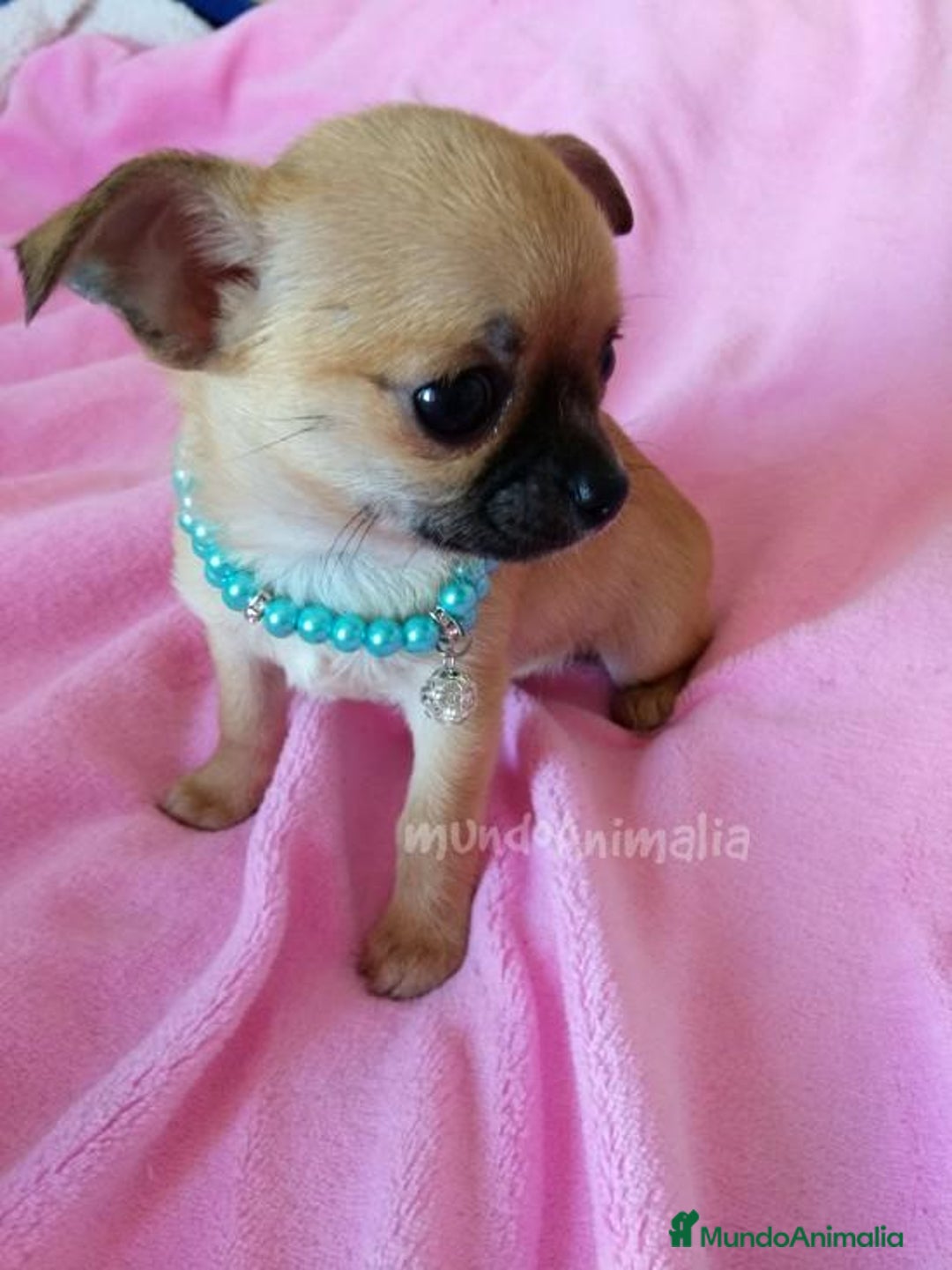 Imagen de galería {{count}}