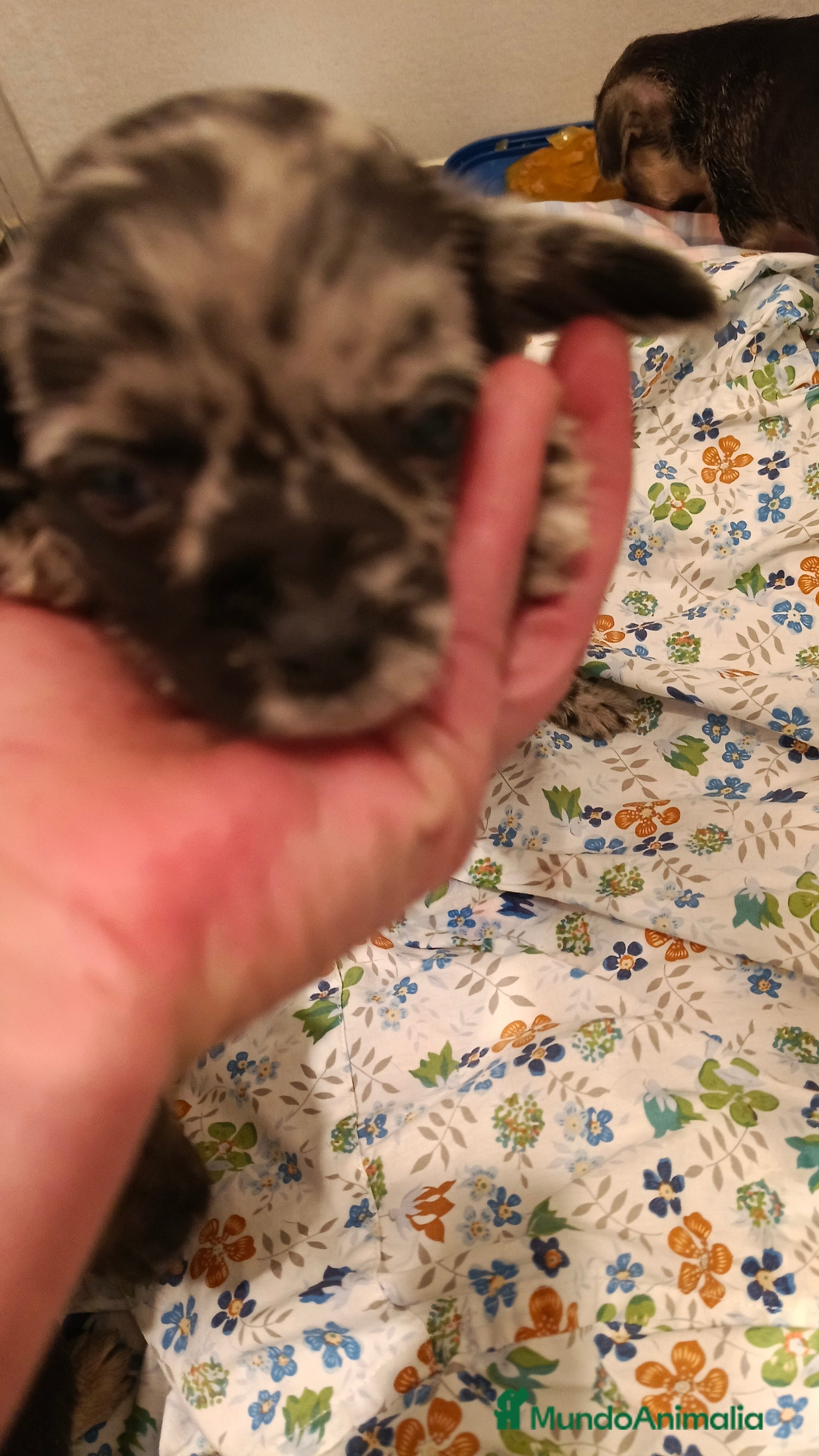 Chihuahua perros Macho de chihuahua merle  - Anuncio 18