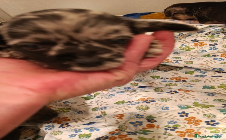 Chihuahua perros - Anuncio 3