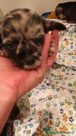 Chihuahua perros - Anuncio 1