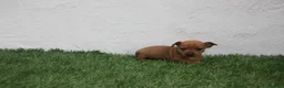 Raza Mixta perros en venta: Minijack - Anuncio 15