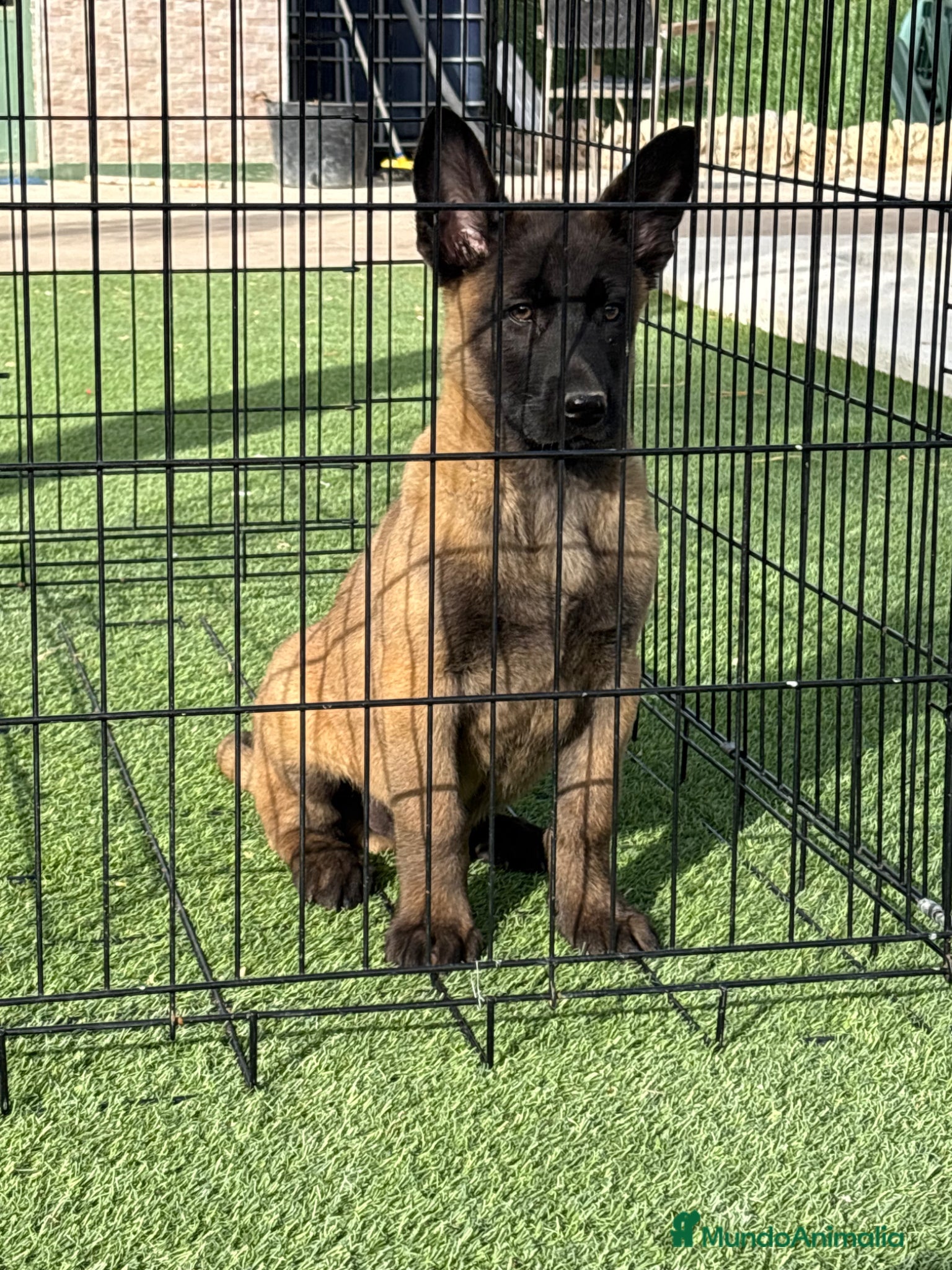 Pastor Belga Malinois perros Cachorro de Malinois gran calidad  - Anuncio 1