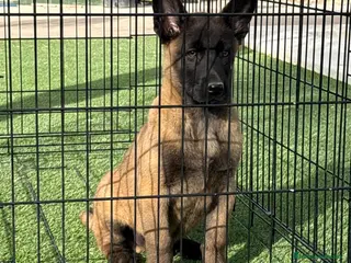 Pastor Belga Malinois perros Cachorro de Malinois gran calidad - Anuncio 1