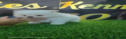 Pomerania perros en venta: Pomerania Teacup blanco  - Anuncio 3