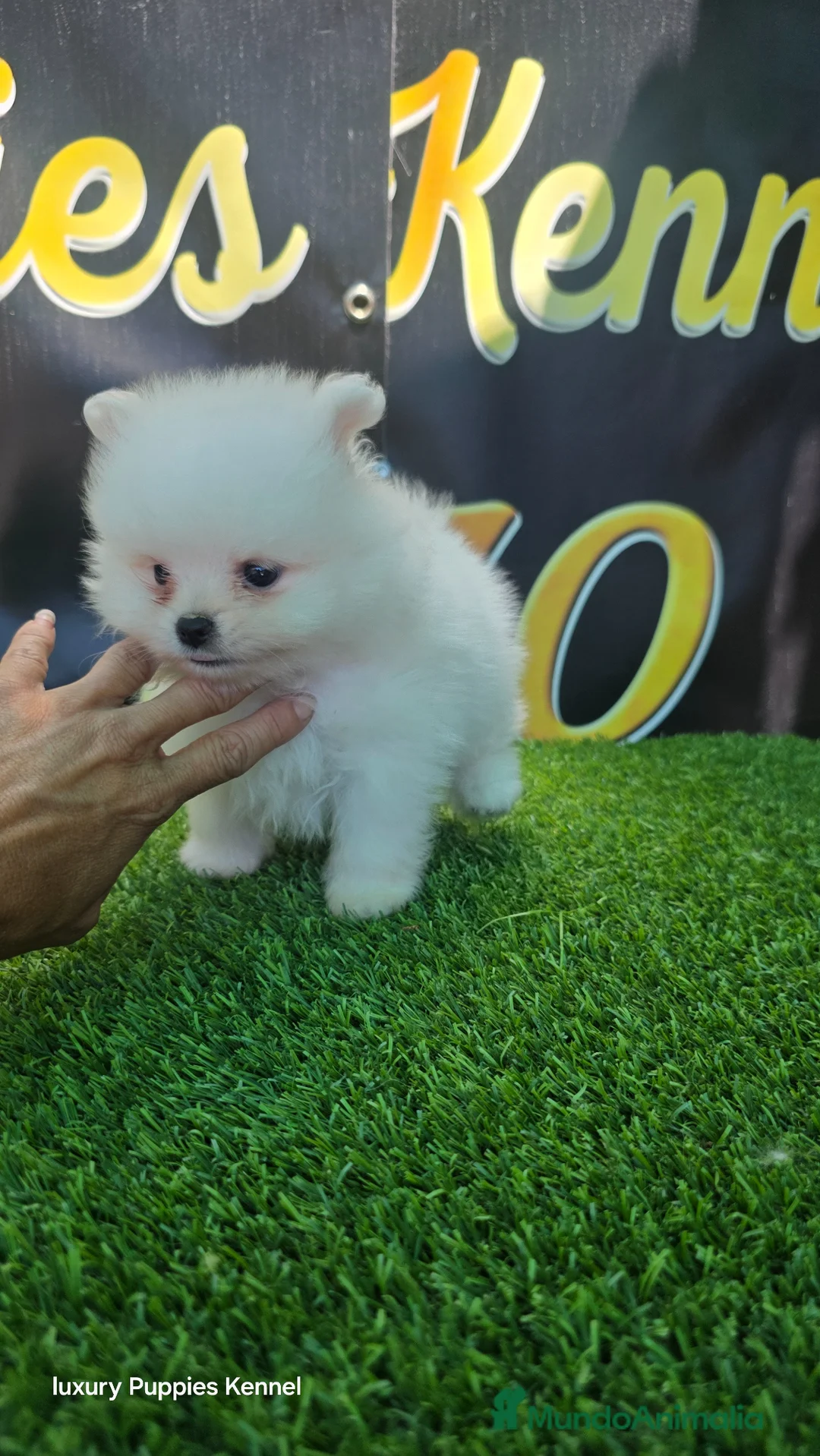 Pomerania perros en venta: Pomerania Teacup blanco  - Anuncio 3