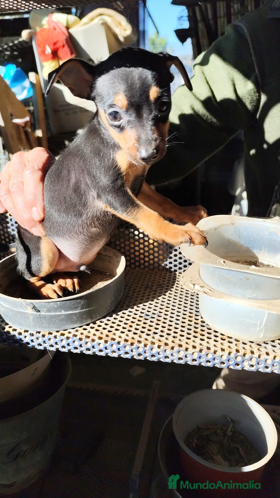 Pinscher Miniatura perros Mini Pincher  - Anuncio 1