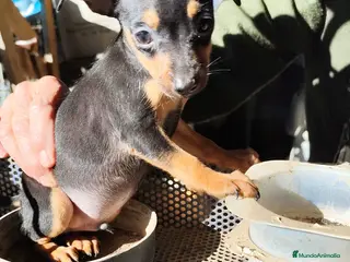 Pinscher Miniatura perros Mini Pincher - Anuncio 1