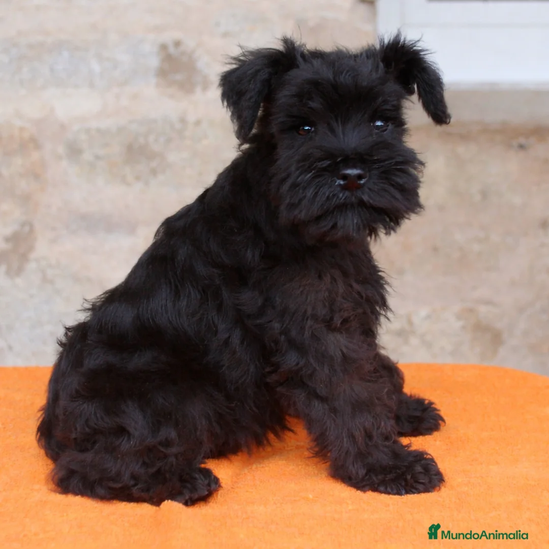 Schnauzer Miniatura perros en venta: Schnauzer mini  - Anuncio 2