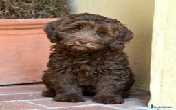 Perro de Agua Español perros en venta: PERRO DE AGUA - Imagen 2
