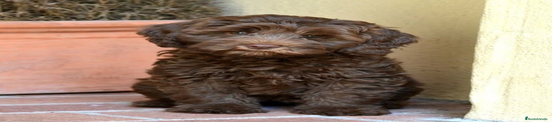 Perro de Agua Español Cachorro 1