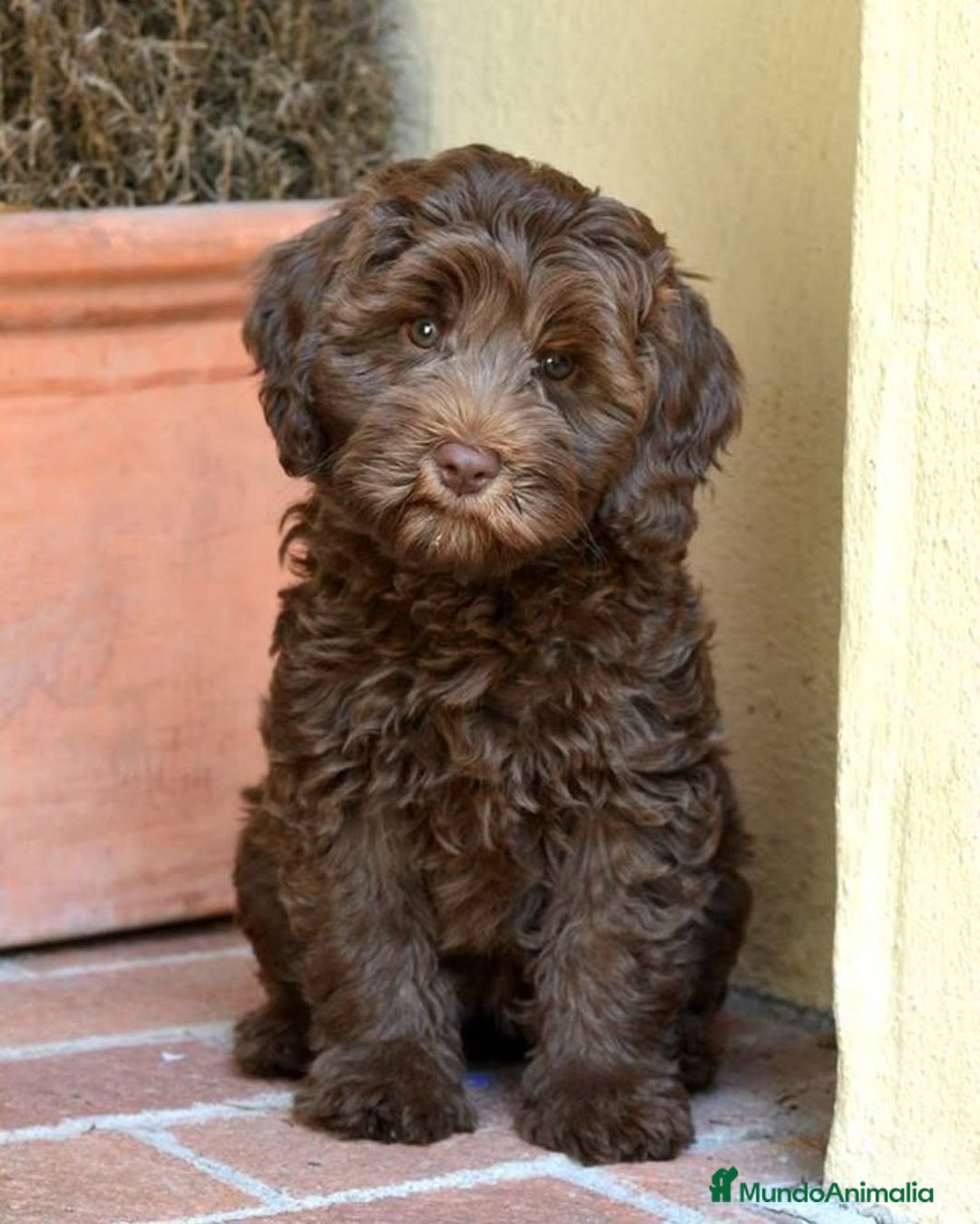 Perro de Agua Español perros en venta: PERRO DE AGUA - Imagen 2