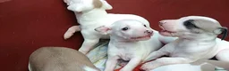Whippet perros en venta: CACHORROS DE WHIPPET - BARCELONA -  TODA ESPAÑA - Anuncio 3