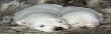 Pomerania 2