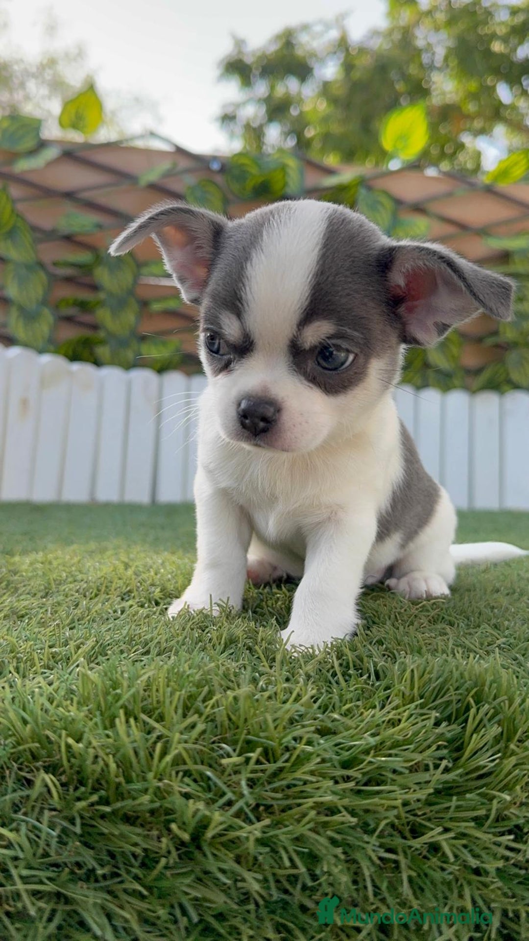 Chihuahua perros en venta: CHIHUAHUA MACHO DISPONIBLE - Imagen 4
