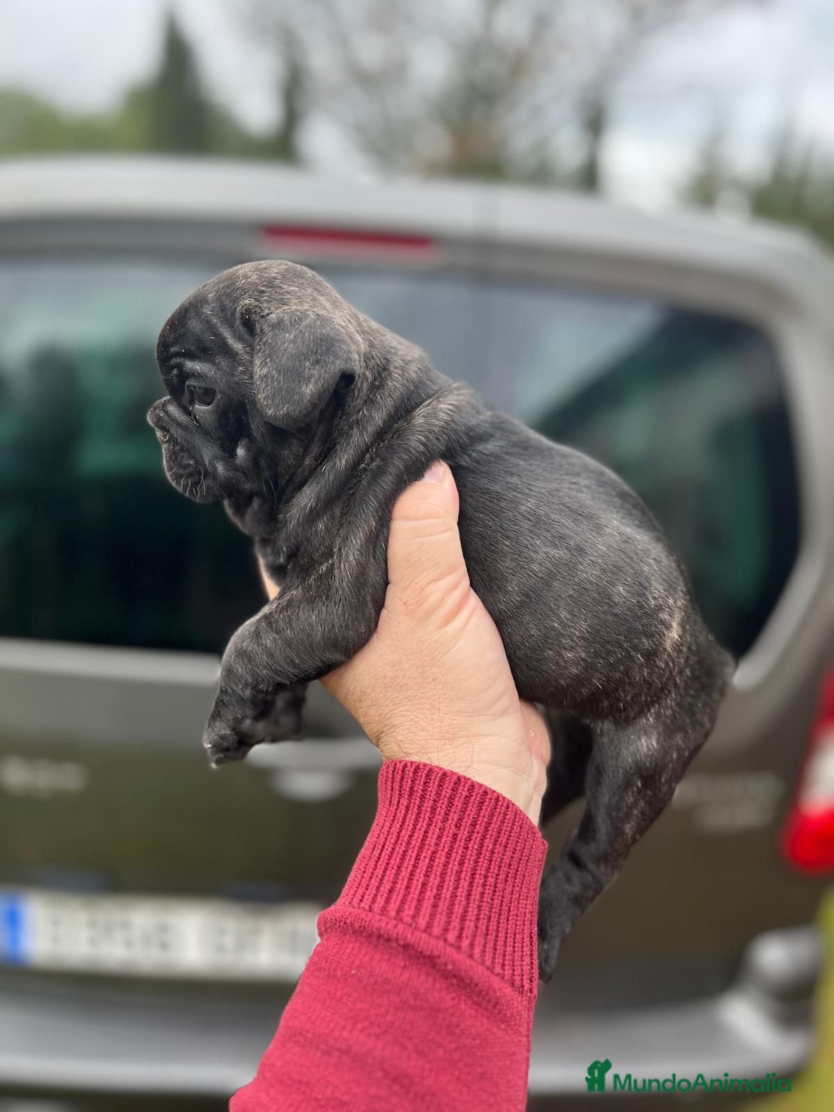 Bulldog Francés perros Impresionante cachorro bulldog francés  - Anuncio 35
