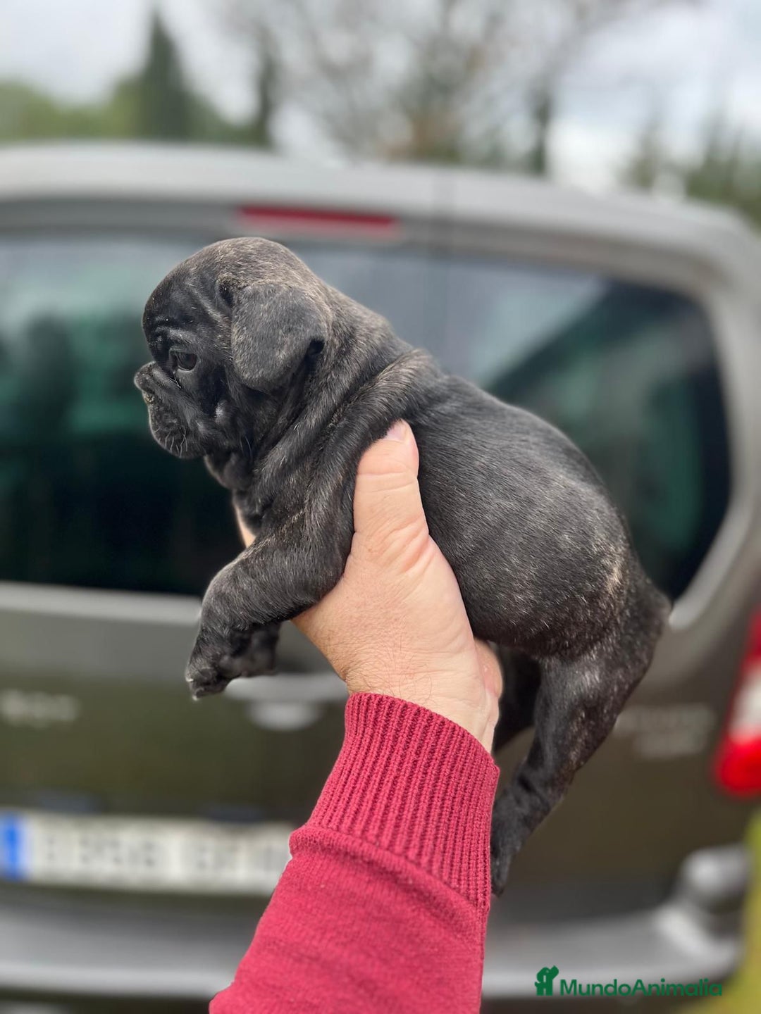 Bulldog Francés perros en venta: Impresionante cachorro bulldog francés  - Anuncio 1