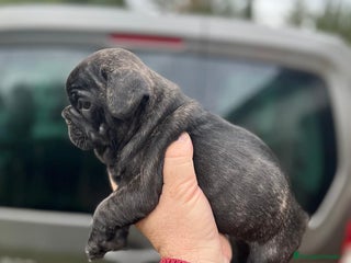 Bulldog Francés perros Impresionante cachorro bulldog francés - Anuncio 1