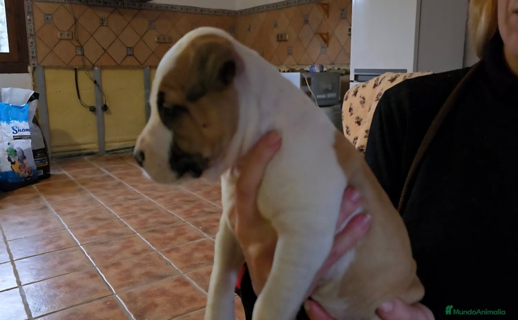 American Staffordshire-Terrier perros American staffordshire terrier  - Anuncio 1