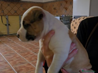 American Staffordshire-Terrier perros American staffordshire terrier - Anuncio 2