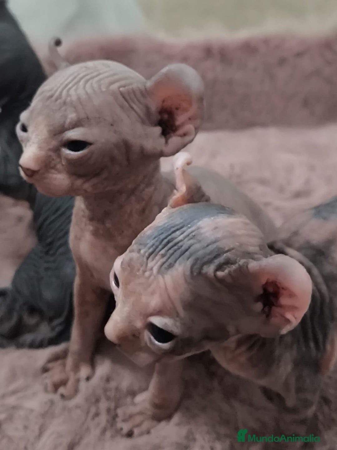 Sphynx gatos en venta: Cachorro Sphynx - Imagen 6