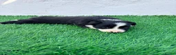 Border Collie perros en venta: Border Collie - Anuncio 9