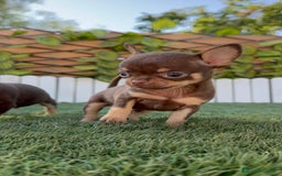 Chihuahua perros en venta: CHIHUAHUA MACHO - Imagen 4