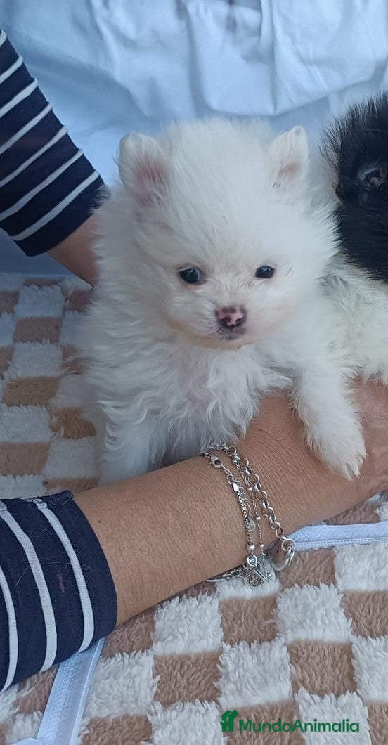 Pomerania perros en venta: PRECIOSO POMERANIA TOY MACHITO  - Anuncio 1
