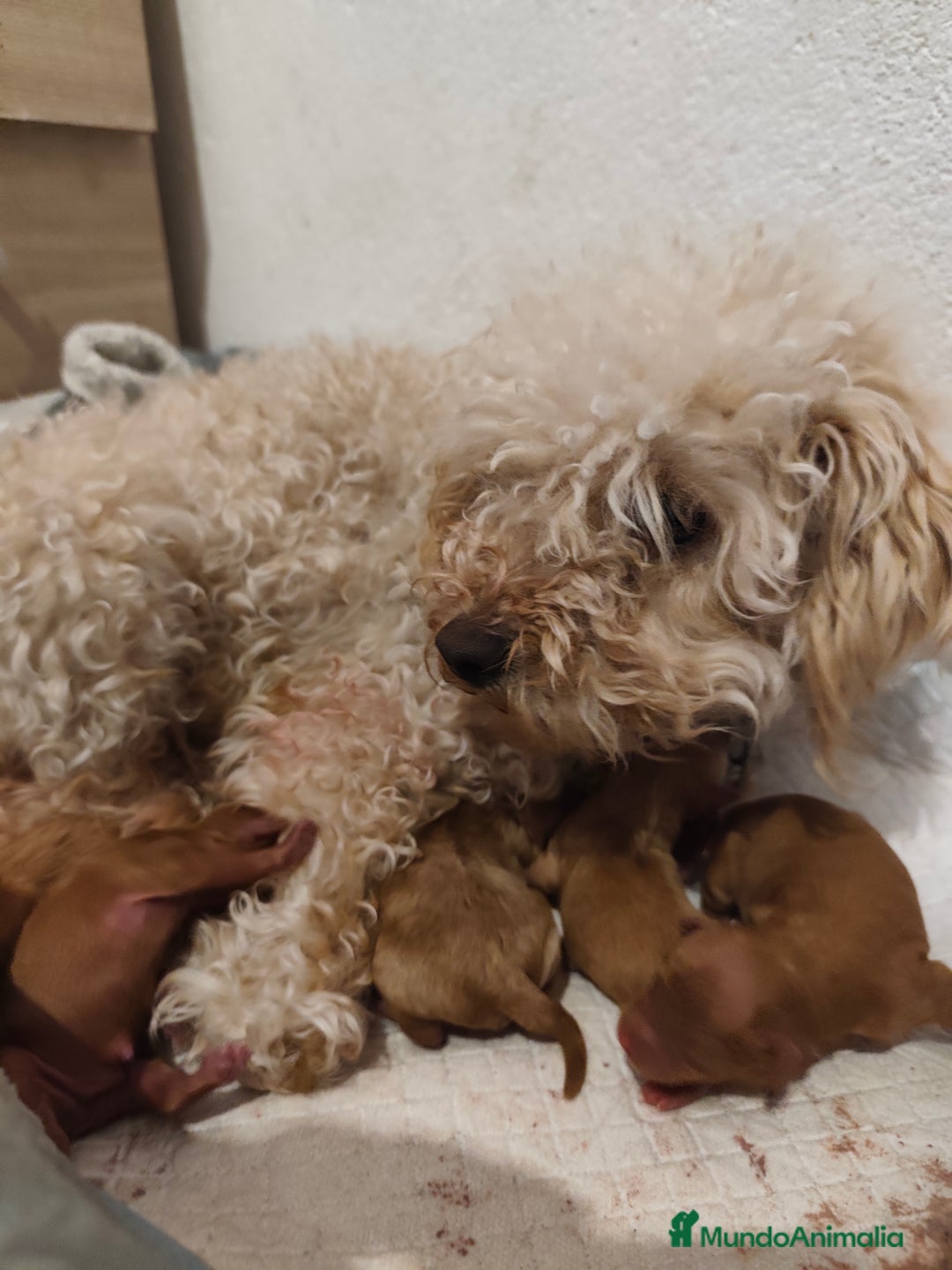 Caniche Toy perros en venta: Camada de caniche toy PraoToro  - Anuncio 7