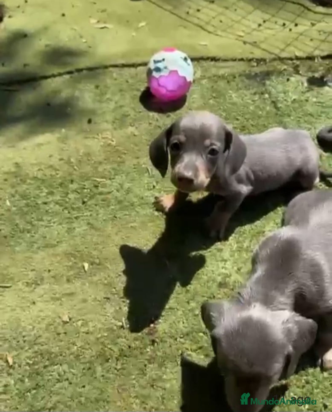 Teckel perros en venta: Teckel Azul Cachorro - Imagen 2