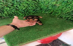 Yorkshire Terrier perros en venta: 🐾✨ Mini Yorkshire Toy Macho – ¡De Bolsillo! ✨🐾 - Imagen 8