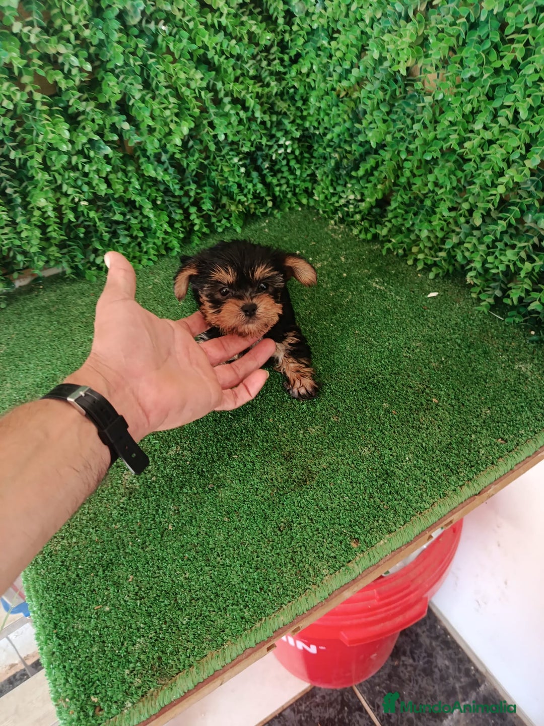 Yorkshire Terrier perros en venta: 🐾✨ Mini Yorkshire Toy Macho – ¡De Bolsillo! ✨🐾 - Imagen 8