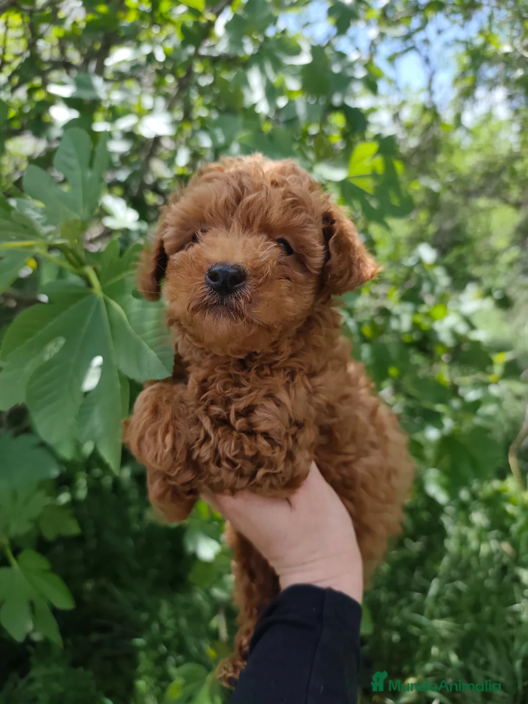 Caniche Toy perros en venta: ULTIMO DE LA CAMADA  en Zaragoza - Anuncio 1