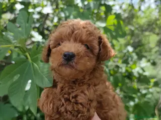 Caniche Toy perros ULTIMO DE LA CAMADA - Anuncio 3