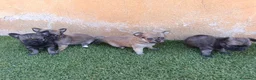 Chihuahua perros en venta: chihuahua pelo largo - Anuncio 2