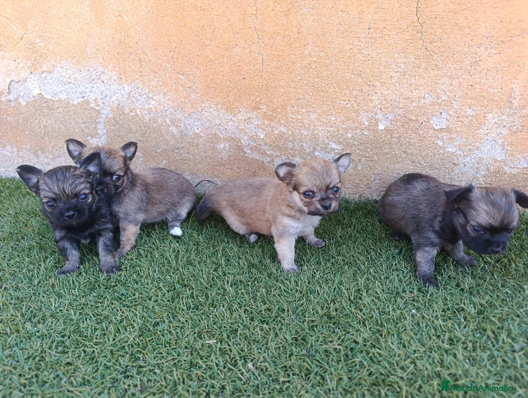 Chihuahua perros en venta: chihuahua pelo largo - Anuncio 2