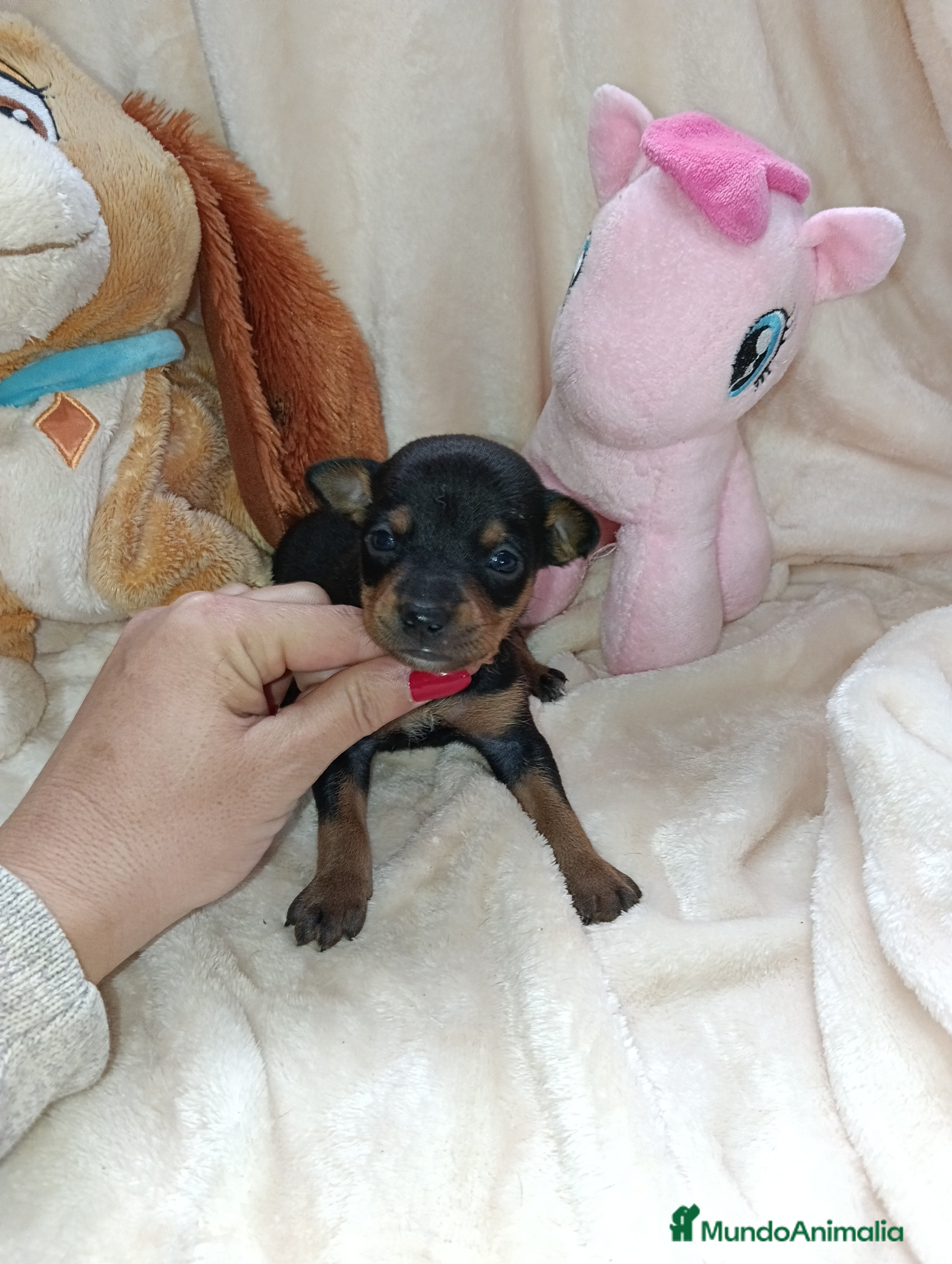 Pinscher Miniatura perros Pincher miniatura - Anuncio 1