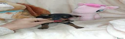 Pinscher Miniatura perros en venta: Pincher miniatura - Anuncio 1