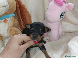 Pinscher Miniatura perros Pincher miniatura - Anuncio 1