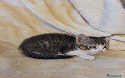 Otras razas gatos en venta: Cruce de gato persa - Imagen 11