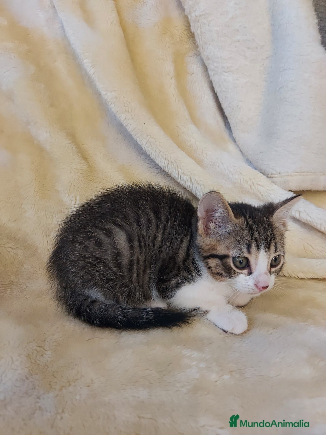 Otras razas gatos en venta: Cruce de gato persa - Imagen 11
