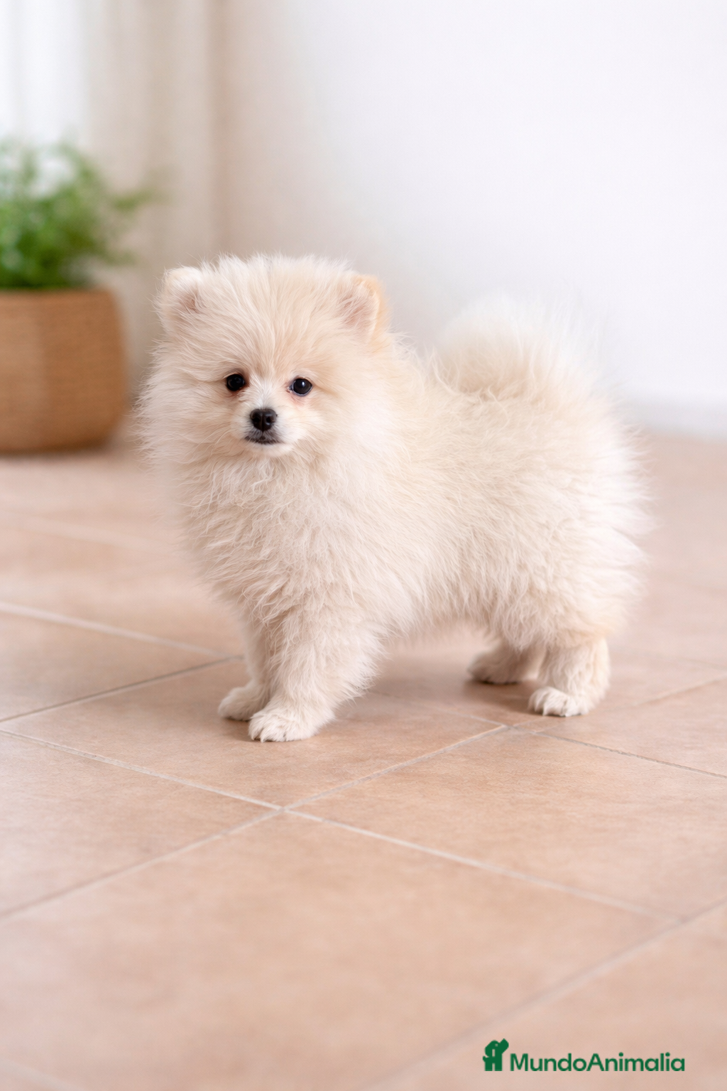 Pomerania perros Pomerania crema - Anuncio 1