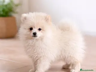 Pomerania perros Pomerania crema - Anuncio 1