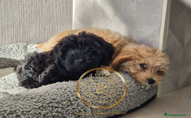 Maltipoo perros - Anuncio 8