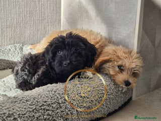 Maltipoo perros - Anuncio 2